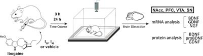 Ibogaine Administration Modifies GDNF and BDNF Expression in Brain Regions Involved in Mesocorticolimbic and Nigral Dopaminergic Circuits